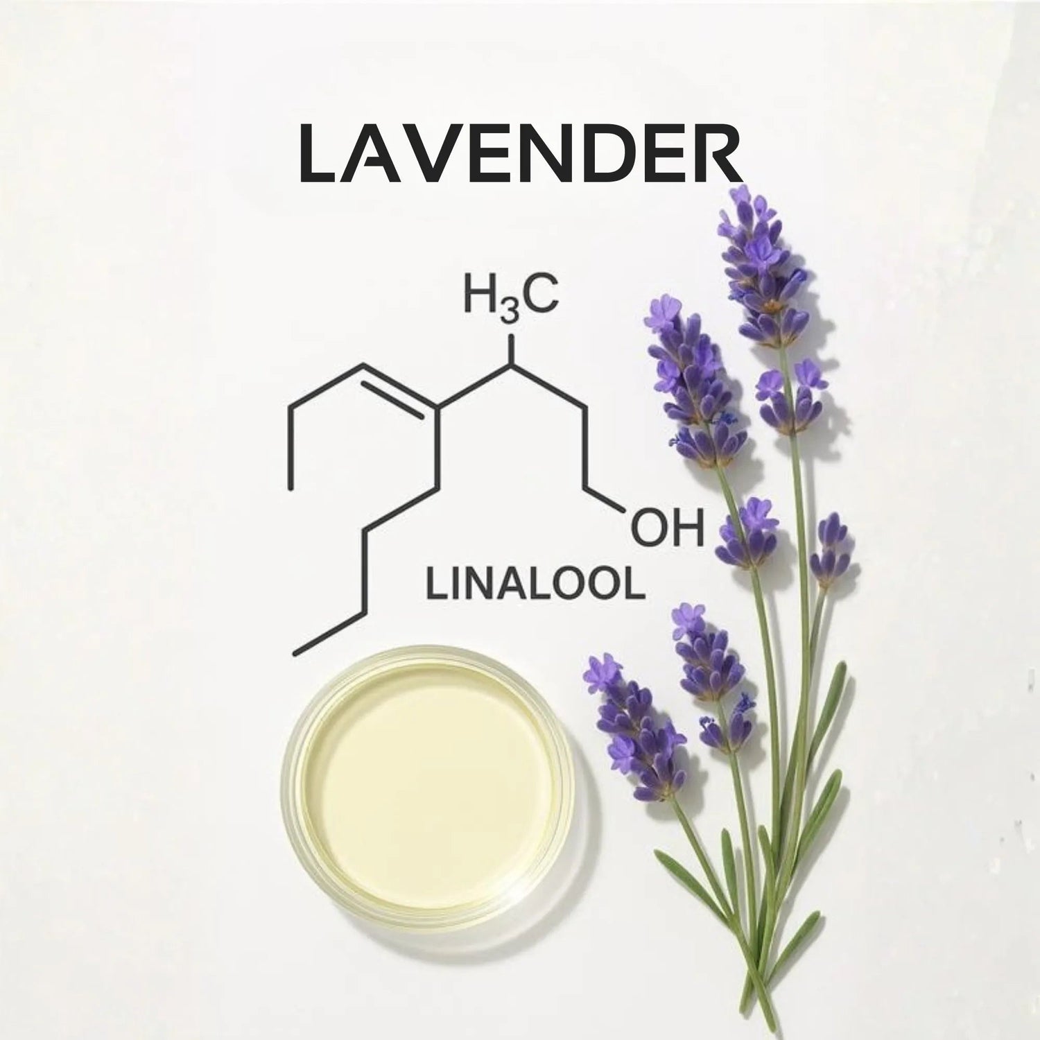 Lavender Oil: The Multimodal Regenerative for Follicular Stimulation and Stress Mitigation
