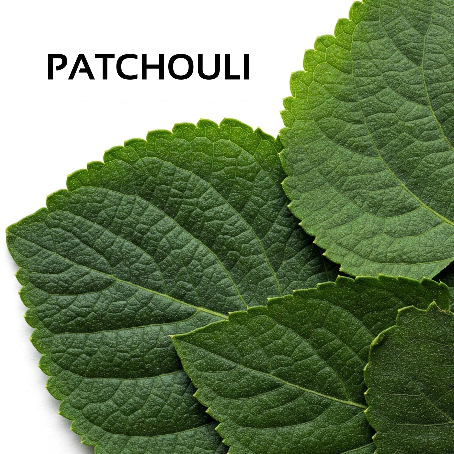 Patchouli Leaves