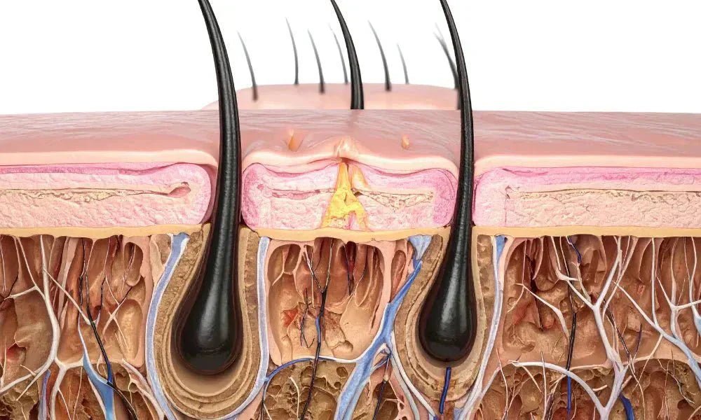 Why Your Scalp is Just "Specialized Facial Skin" - CUERI