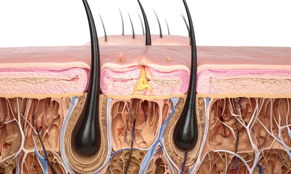 Why Your Scalp is Just "Specialized Facial Skin"
